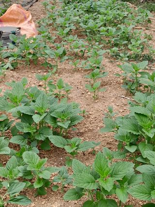 김민수산에서농사중님의 자유주제 · 자유게시판 작성글 사진