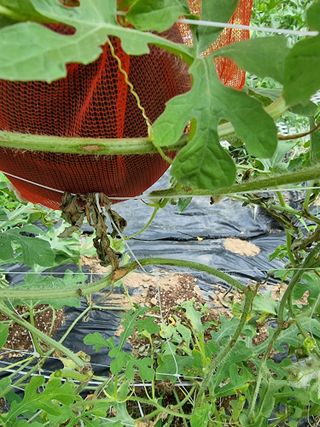 호랑이와인성이님의 농사, 무엇이든 물어보세요! · 참여글 작성글 사진