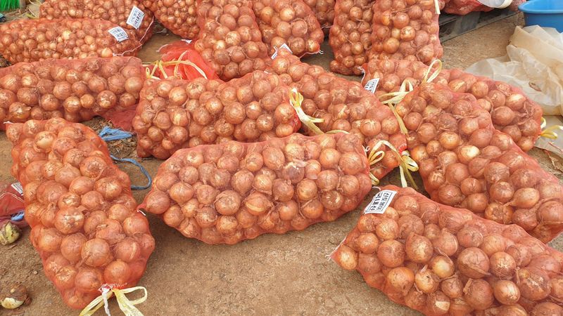 농부아내님의 장터 판매 상품 [동글동글 꼬맹이 요정양파 5kg] 첨부 사진