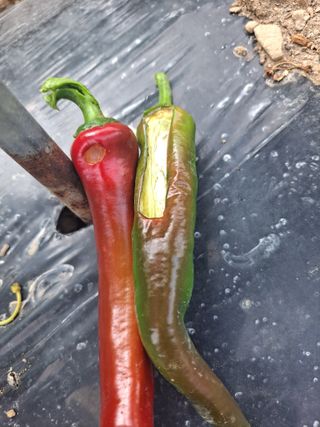 농촌사랑님의 자유주제 · 자유게시판 작성글 사진