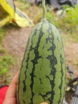 팜모닝 자유주제·자유게시판 게시글 이미지