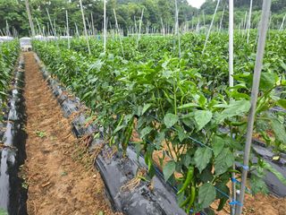 들꽃농장님의 자유주제 · 자유게시판 작성글 사진