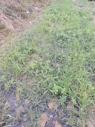 김민수산에서농사중님의 자유주제 · 자유게시판 작성글 사진