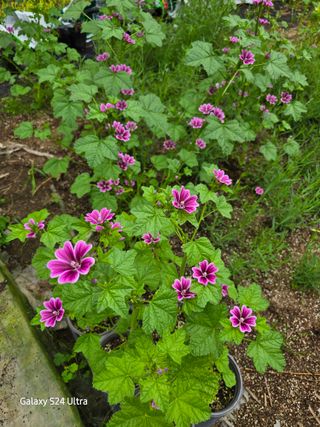 약초원 김종군님의 자유주제 · 자유게시판 작성글 사진