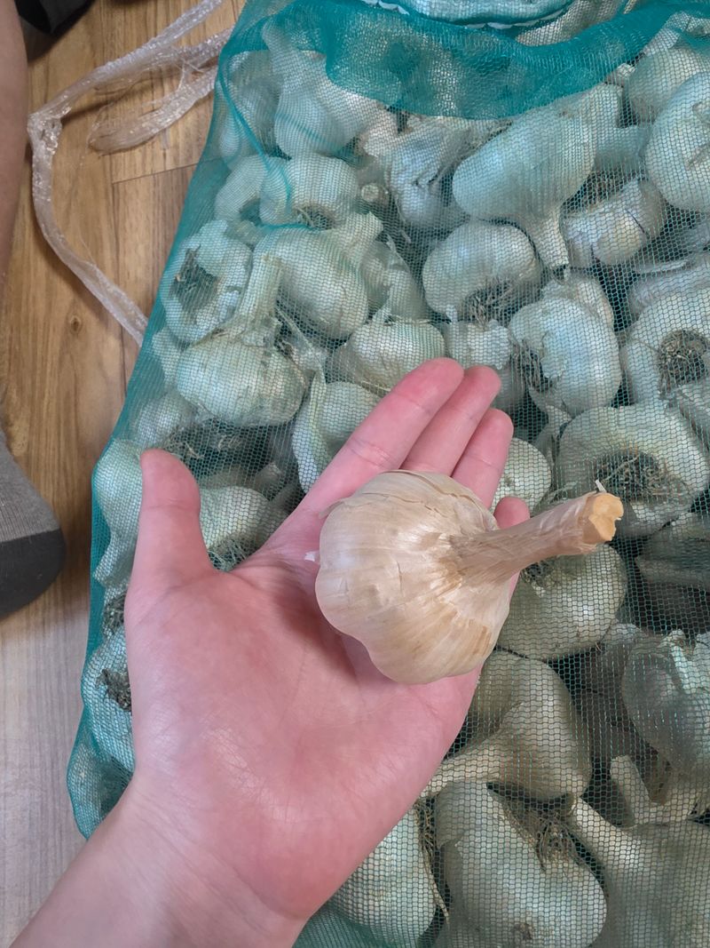 마늘7633님의 장터 판매 상품 [홍삼마늘 식용 및 종자 판매] 첨부 사진