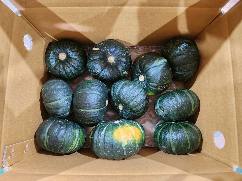 제주빅팜님의 장터 판매 상품 [제주 보우짱품종 단호박, 밤호박] 첨부 사진