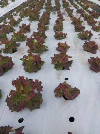 고두윤님의 상추 · 자유게시판 작성글 사진