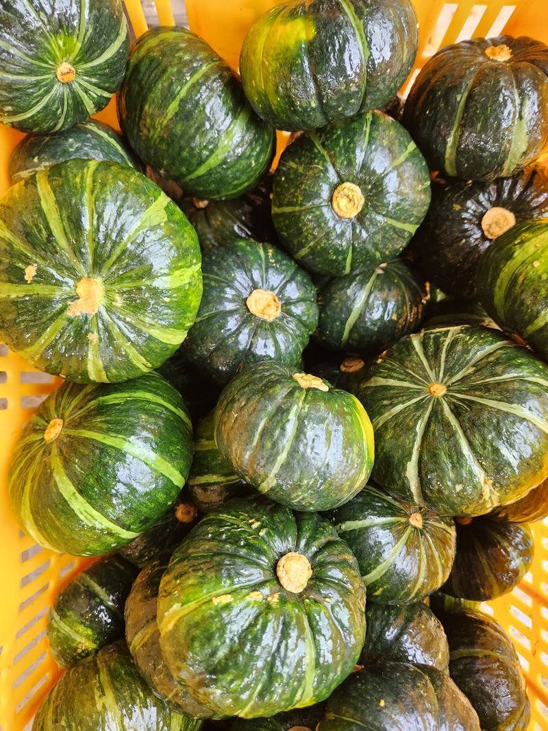 제주빅팜님의 장터 판매 상품 [제주 보우짱품종 단호박, 밤호박] 첨부 사진