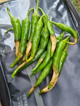 팜모닝 농사, 무엇이든 물어보세요!·참여글 게시글 이미지