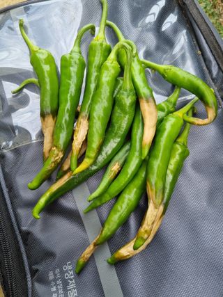 백석읍오산3리조남범님의 농사, 무엇이든 물어보세요! · 참여글 작성글 사진