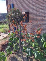 팜모닝 농사, 무엇이든 물어보세요!·참여글 게시글 이미지