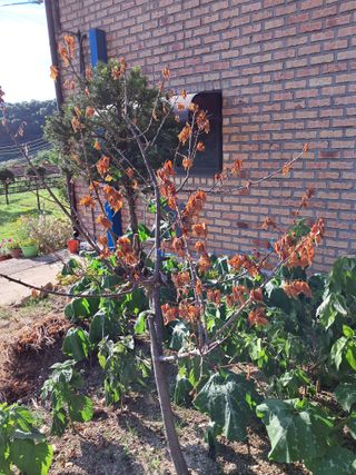 만월봉아지매님의 농사, 무엇이든 물어보세요! · 참여글 작성글 사진