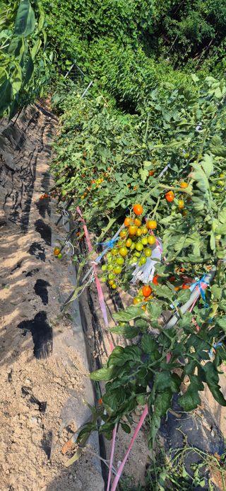 봉림동 태진농장님의 자유주제 · 자유게시판 작성글 사진