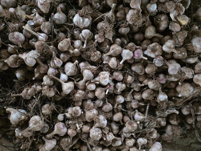 마늘7633님의 장터 판매 상품 [홍삼마늘 식용 및 종자 판매] 첨부 사진