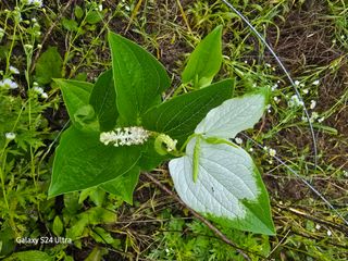 약초원 김종군님의 자유주제 · 자유게시판 작성글 사진