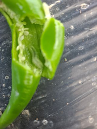 농촌사랑님의 자유주제 · 자유게시판 작성글 사진