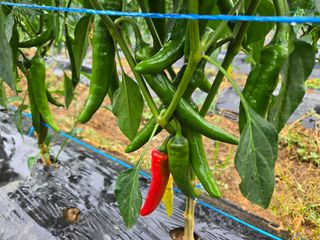 들꽃농장님의 자유주제 · 자유게시판 작성글 사진