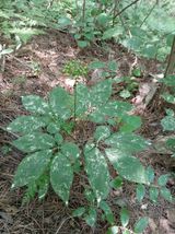 팜모닝 · 게시글 이미지