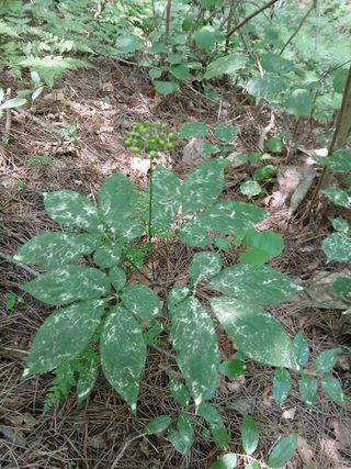 象峰 농산님의 작성글 사진