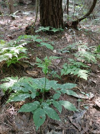 象峰 농산님의 작성글 사진