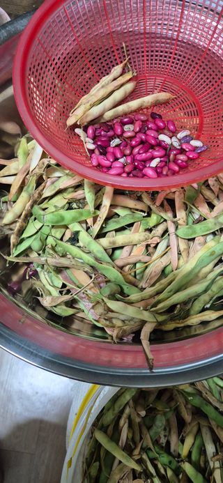 봉림동 태진농장님의 자유주제 · 자유게시판 작성글 사진