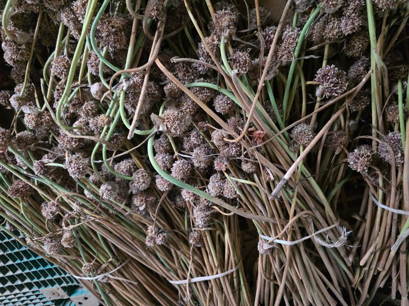 마늘7633님의 장터 판매 상품 [홍삼마늘 식용 및 종자 판매] 첨부 사진