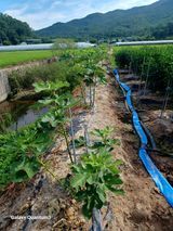 팜모닝 자유주제·자유게시판 게시글 이미지
