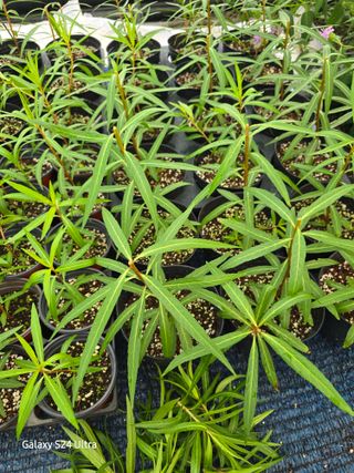 약초원 김종군님의 자유주제 · 자유게시판 작성글 사진