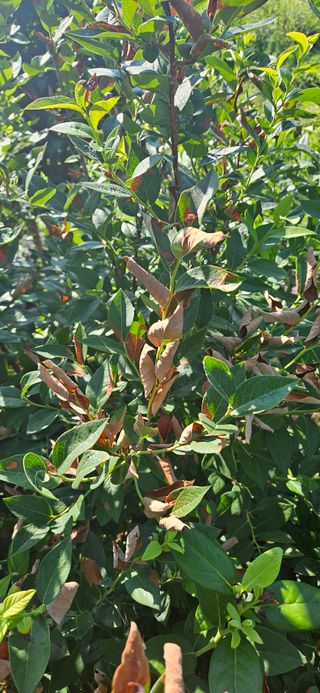 춘천(세모돌이)님의 블루베리 · 병해충상담 작성글 사진