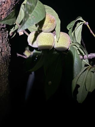 조성보님의 복숭아 · 병해충상담 작성글 사진