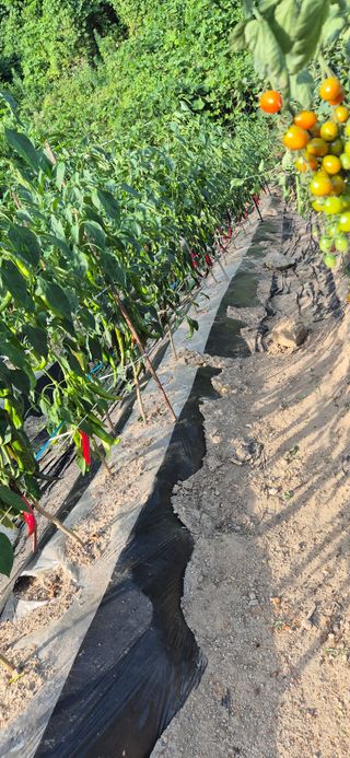 봉림동 태진농장님의 자유주제 · 자유게시판 작성글 사진