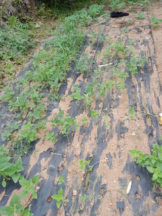 김민수산에서농사중님의 자유주제 · 자유게시판 작성글 사진