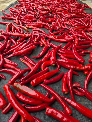 청양 산골꾸찌뽕 님의 자유주제 · 자유게시판 작성글 사진