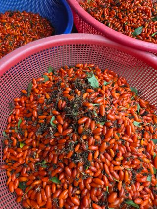 청양 산골꾸찌뽕 님의 자유주제 · 자유게시판 작성글 사진