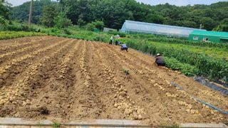 김채규님의 감자 · 자유게시판 작성글 사진