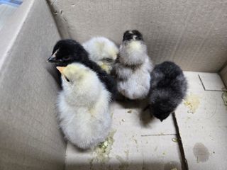 들꽃농장님의 자유주제 · 자유게시판 작성글 사진