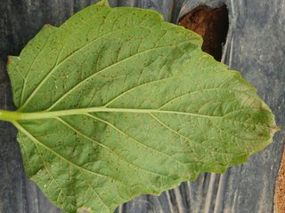 제미숙님의 농사, 무엇이든 물어보세요! · 참여글 작성글 사진