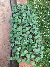 팜모닝 · 게시글 이미지