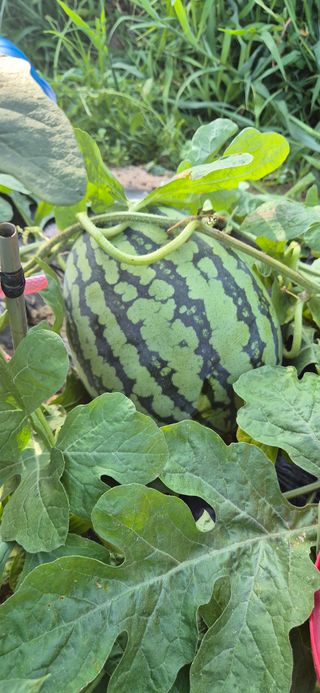 봉림동 태진농장님의 자유주제 · 자유게시판 작성글 사진