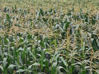 백용기님의 자유주제 · 자유게시판 작성글 사진