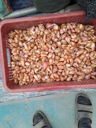 백봉2리밭농사곡식님의 작성글 사진