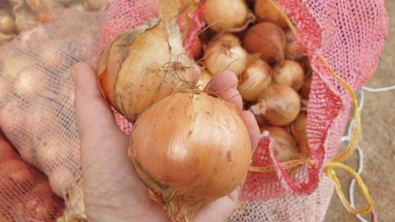 장터 상품 [동글동글 꼬맹이 요정양파 5kg] 썸네일