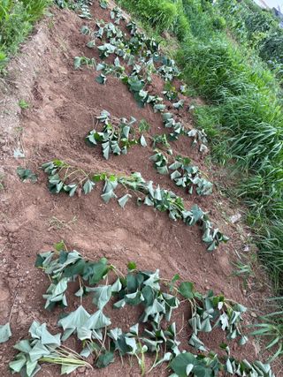 토끼풀님의 고구마 · 자유게시판 작성글 사진