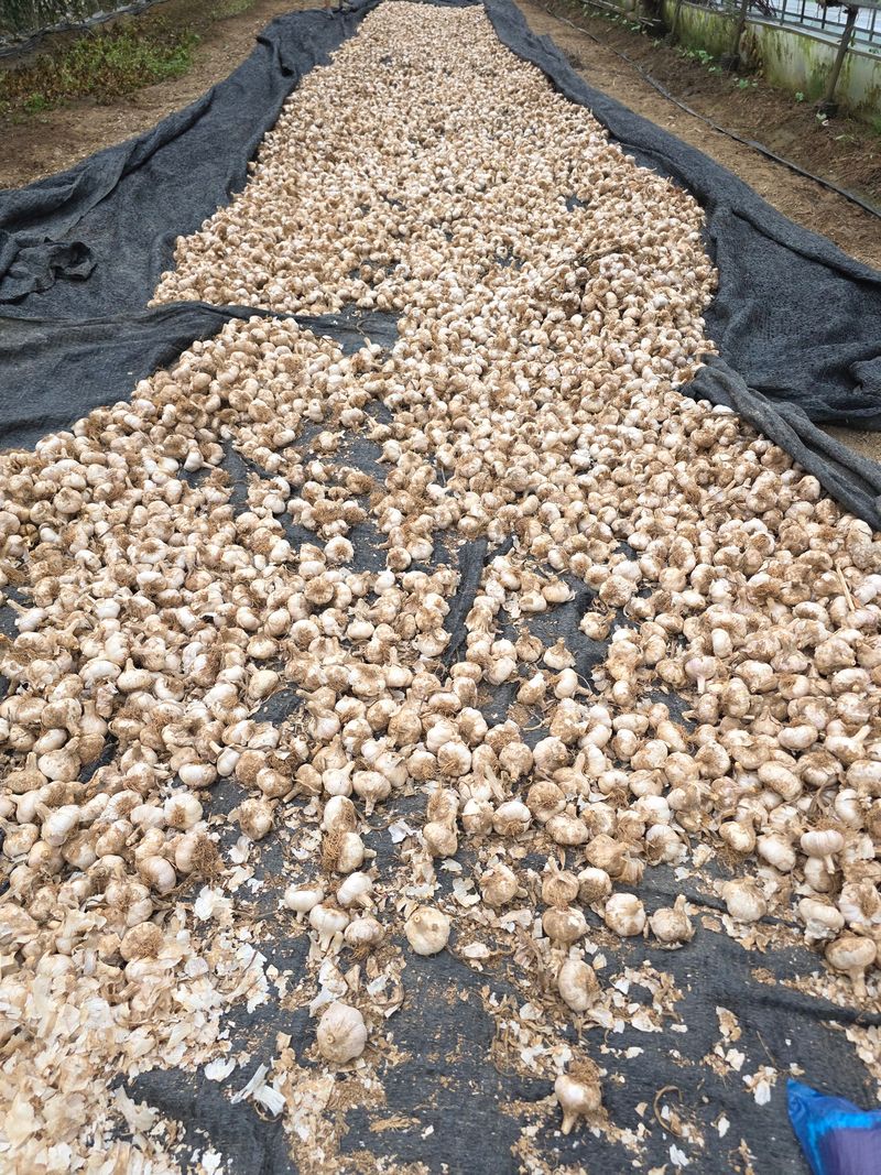 마늘7633님의 장터 판매 상품 [홍삼마늘 식용 및 종자 판매] 첨부 사진