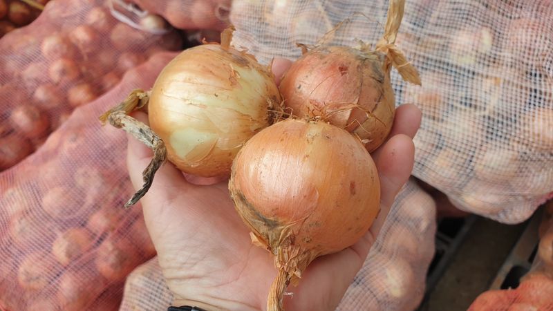 농부아내님의 장터 판매 상품 [동글동글 꼬맹이 요정양파 5kg] 첨부 사진