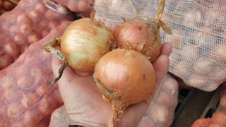 농부아내님의 작성글 사진