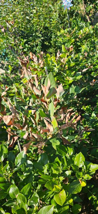 춘천(세모돌이)님의 블루베리 · 병해충상담 작성글 사진