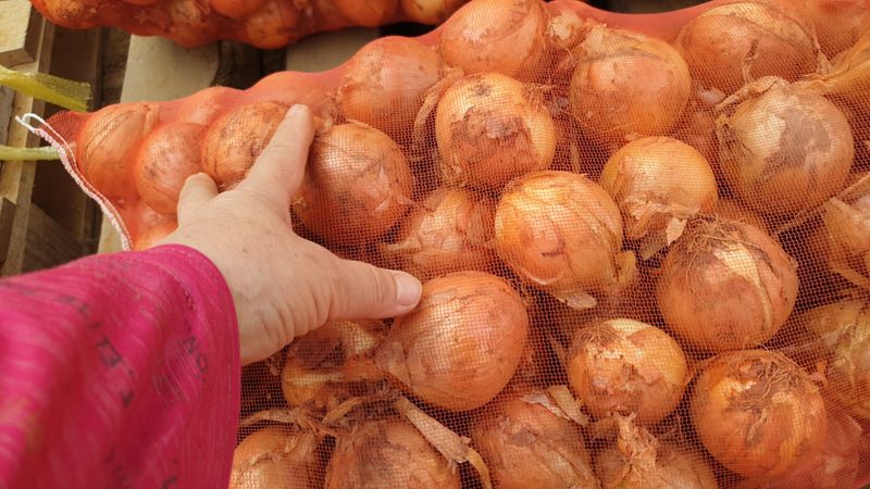 농부아내님의 장터 판매 상품 [동글동글 꼬맹이 요정양파 5kg] 첨부 사진