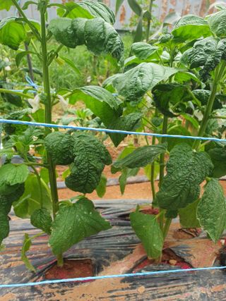 제미숙님의 농사, 무엇이든 물어보세요! · 참여글 작성글 사진