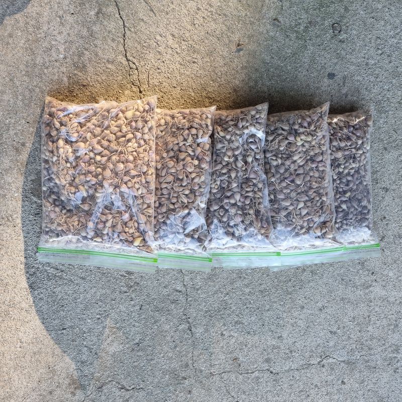 훈&팜님의 장터 판매 상품 [달래파 1kg] 첨부 사진